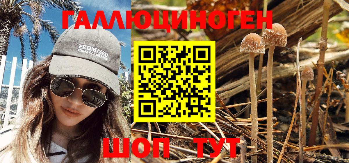 Псилоцибиновые грибы Psilocybine cubensis Дмитров
